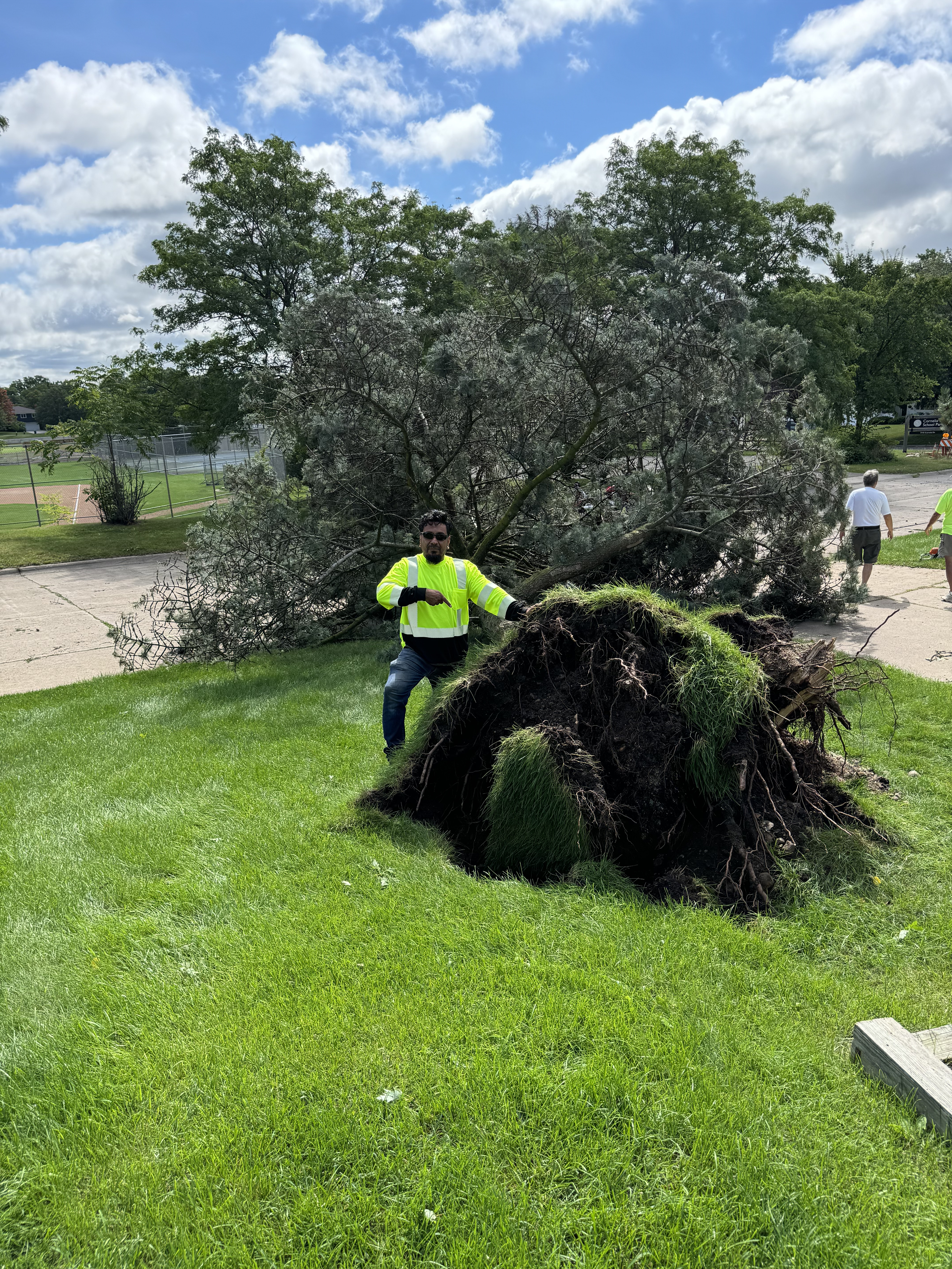 Before Tree Removal